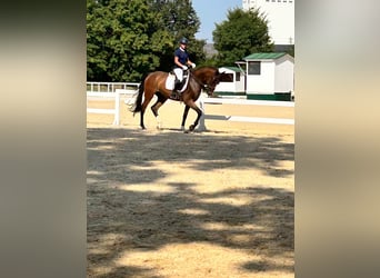 Brandenburger Warmblut, Wallach, 5 Jahre, 172 cm, Brauner