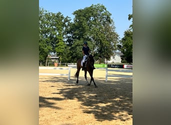 Brandenburger Warmblut, Wallach, 5 Jahre, 172 cm, Brauner