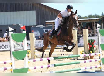 Brandenburger Warmblut, Wallach, 5 Jahre, 172 cm, Brauner