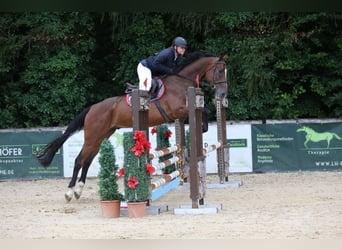 Brandenburger Warmblut, Wallach, 5 Jahre, 172 cm, Brauner