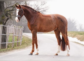 Brandenburger Warmblut, Wallach, 5 Jahre, 173 cm, Fuchs