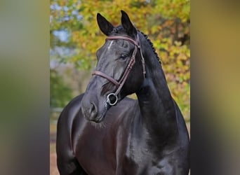 Brandenburger Warmblut, Wallach, 5 Jahre, 182 cm, Rappe