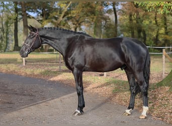 Brandenburger Warmblut, Wallach, 5 Jahre, 182 cm, Rappe