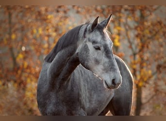Brandenburger Warmblut, Wallach, 6 Jahre, 165 cm, Schimmel
