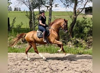 Brandenburger Warmblut, Wallach, 6 Jahre, 176 cm, Fuchs