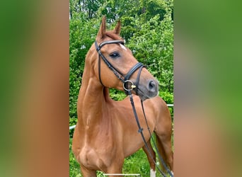Brandenburger Warmblut, Wallach, 6 Jahre, 176 cm, Fuchs