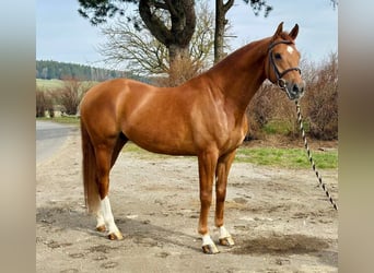 Brandenburger Warmblut, Wallach, 6 Jahre, 176 cm, Fuchs