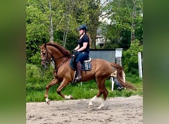 Brandenburger Warmblut, Wallach, 6 Jahre, 176 cm, Fuchs