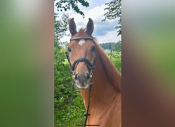 Brandenburger Warmblut, Wallach, 6 Jahre, 176 cm, Fuchs