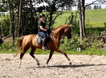 Brandenburger Warmblut, Wallach, 6 Jahre, 176 cm, Fuchs