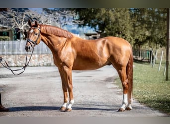 Brandenburger Warmblut, Wallach, 6 Jahre, 176 cm, Fuchs