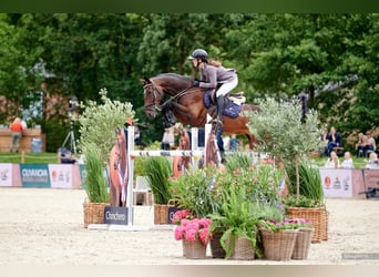 Brandenburger Warmblut, Wallach, 8 Jahre, 169 cm, Brauner