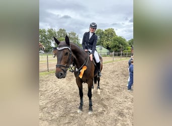 Brandenburger Warmblut, Wallach, 8 Jahre, 172 cm, Brauner