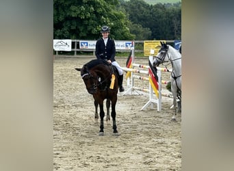 Brandenburger Warmblut, Wallach, 8 Jahre, 172 cm, Brauner