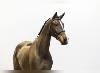 Brandenburger Warmblut, Wallach, 8 Jahre, 182 cm, Brauner