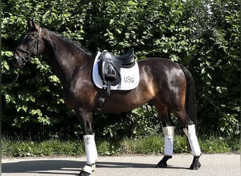 Brandenburger Warmblut, Wallach, 9 Jahre, 174 cm, Schwarzbrauner