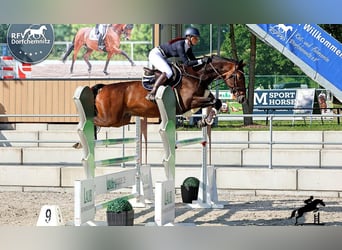 Brandenburger Warmblut, Wallach, 9 Jahre, Brauner