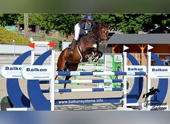 Brandenburger Warmblut, Wallach, 9 Jahre, Brauner