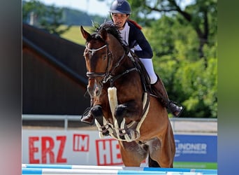 Brandenburger Warmblut, Wallach, 9 Jahre, Brauner