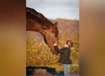 Hannoveraner, Hengst, 5 Jahre, 170 cm, Dunkelfuchs