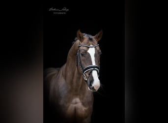 Hanoverian, Stallion, 5 years, 16,2 hh, Chestnut