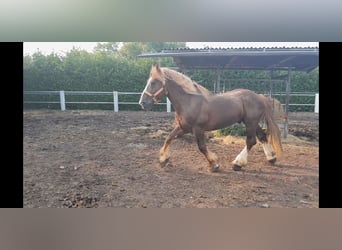 Bretagnare, Hingst, 14 år, 162 cm, fux