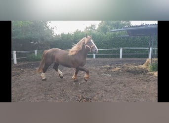 Bretagnare, Hingst, 14 år, 162 cm, fux