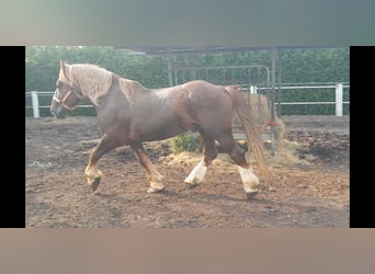 Bretagnare, Hingst, 14 år, 162 cm, fux