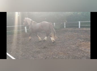 Bretagnare, Hingst, 14 år, 162 cm, fux