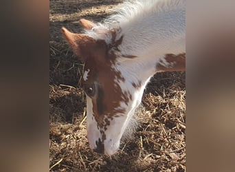 Bretagnare Blandning, Hingst, 3 år, Sabino