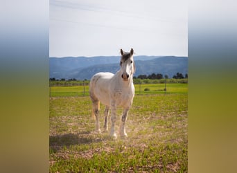 Bretón Mestizo, Caballo castrado, 12 años, 160 cm, Tordo
