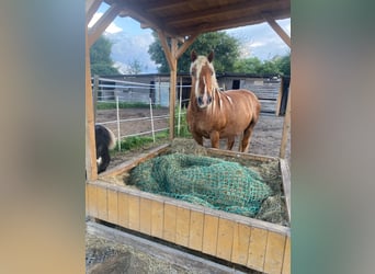 Bretón, Caballo castrado, 15 años, 161 cm, Alazán