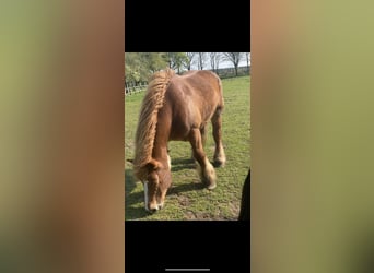 Bretón, Caballo castrado, 17 años