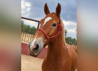 Bretón Mestizo, Caballo castrado, 6 años, 163 cm, Alazán