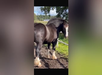 Breton, Étalon, 2 Ans, 160 cm, Alezan brûlé