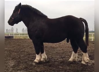 Breton, Étalon, 5 Ans, 165 cm, Alezan brûlé