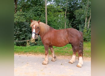 Breton, Gelding, 13 years, 15.2 hh, Bay