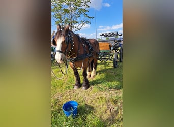 Breton, Gelding, 21 years, Brown-Light