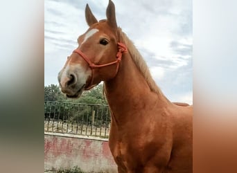 Breton Mix, Gelding, 6 years, 16 hh, Chestnut-Red