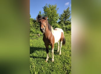 Breton Mix, Hengst, 1 Jaar, Tobiano-alle-kleuren