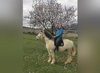 Breton Croisé, Hongre, 12 Ans, 160 cm, Gris