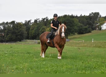 Breton, Jument, 3 Ans, 159 cm, Alezan