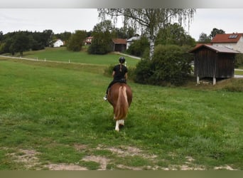 Breton, Jument, 3 Ans, 159 cm, Alezan