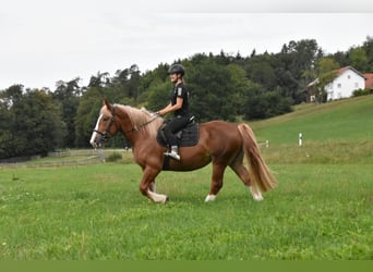 Breton, Jument, 3 Ans, 159 cm, Alezan