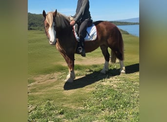 Breton, Jument, 4 Ans, 160 cm, Alezan