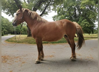 Breton, Jument, 9 Ans, 156 cm, Alezan