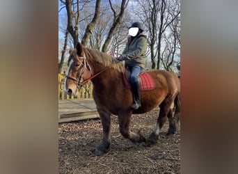 Breton, Jument, 9 Ans, 162 cm, Alezan