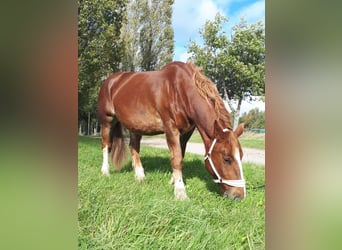 Breton, Mare, 15 years, 15,1 hh, Chestnut-Red