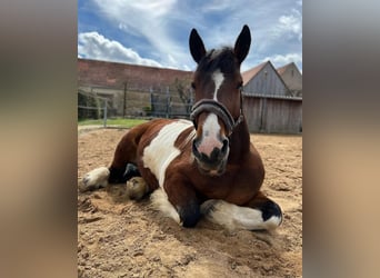 Breton, Mare, 16 years, 15,3 hh