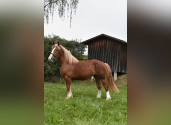 Breton, Mare, 3 years, 15.2 hh, Chestnut-Red